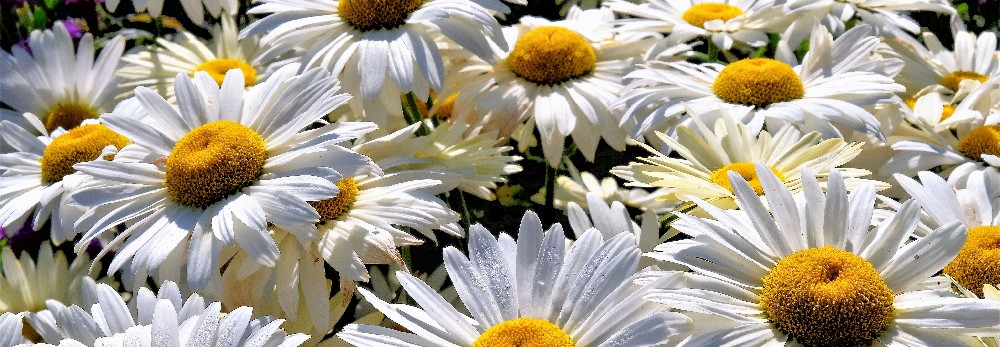 Weiße Margeriten mit gelben Blütenblättern